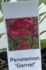 Penstemon 'Andenken an