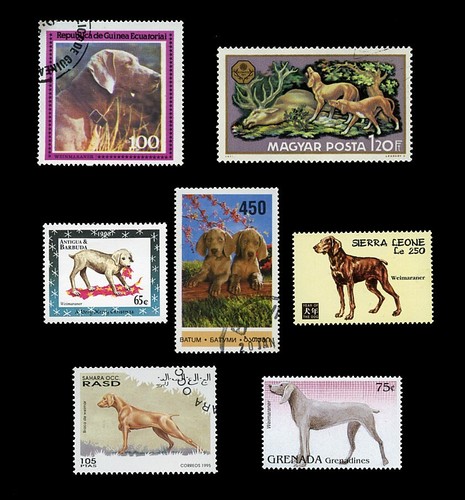 Weimaraner german dog - weimaraner,