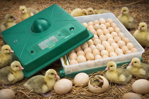 Automatic egg incubator - automatic, 70