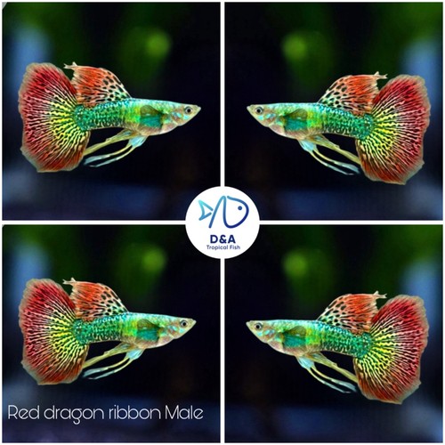 Trio live guppy - trio, fish