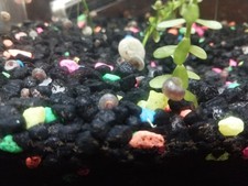 Ramshorn Snails Live Cleaner Feeder Pea Puffer Food, Colony Starter, 10 Pack