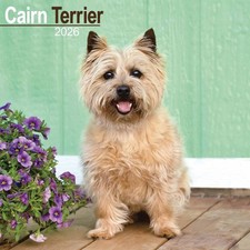 Cairn Terrier Calendar 2026 - Dogs - Month To View