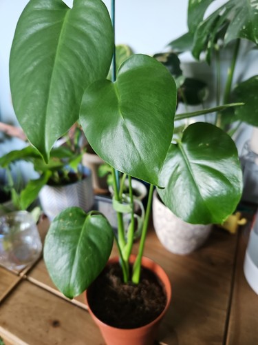 Monstera deliciosa swiss - monstera,
