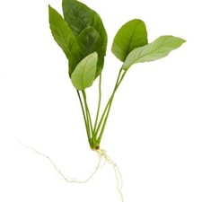 ANUBIAS NANA  Live Aquarium