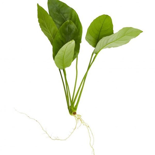Anubias nana live - anubias,