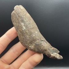 Cetacean Tooth Fossil Ancient