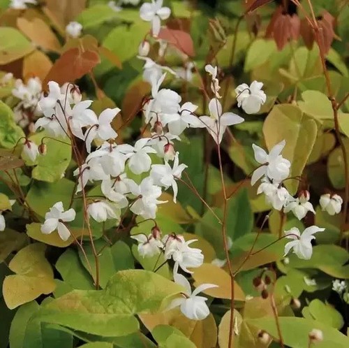 Epimedium youngianum - x,