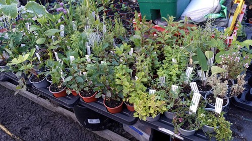9cm herbs 125 - herbs,, varieties