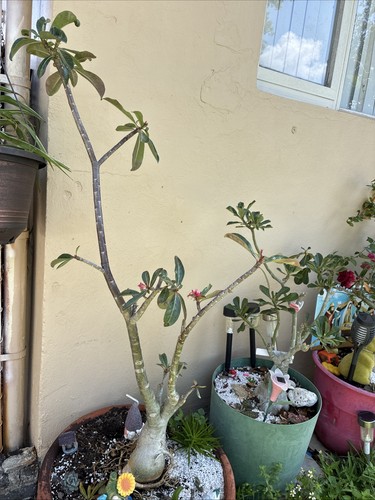 Beautiful 4ft tall desert - desert, rose