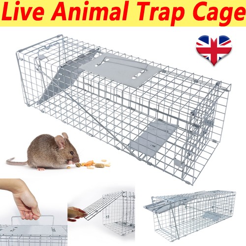 Rat mouse trap - mouse,