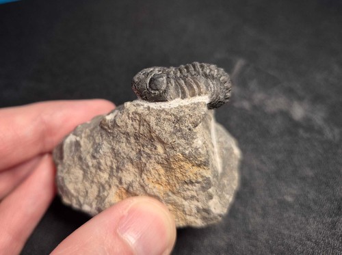 38mm pedinopariops vagabundus - 38mm,