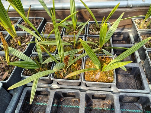 Trachycarpus fortunei t - trachycarpus, x