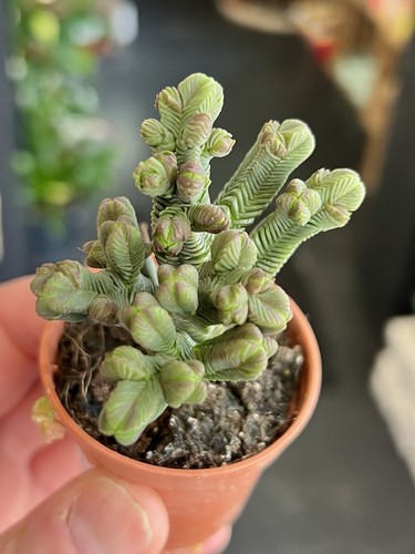 Crassula pyramidalis