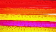 Fly Tying Materials Cock