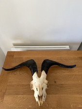 Taxidermy Large Goats Skull