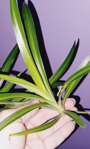 Easy grow baby spider - spider, plant