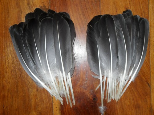 Goose wing feathers fly - 40,
