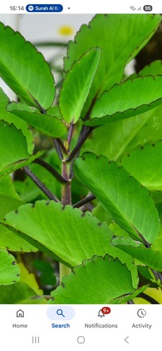 Leaf - leaf, of