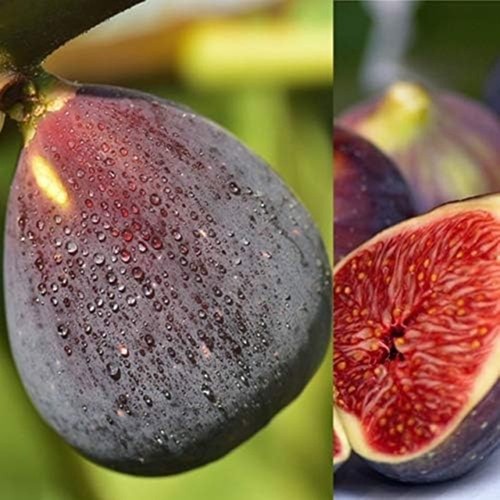 Organic miniature fig tree - miniature,
