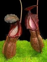 Nepenthes Spathulata X