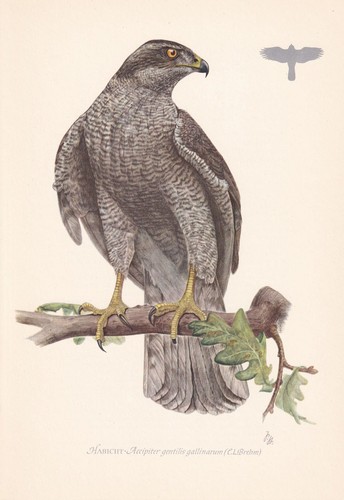 1954 northern goshawk bird - goshawk,