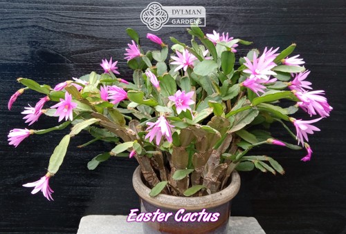 Pink easter cactus - easter,