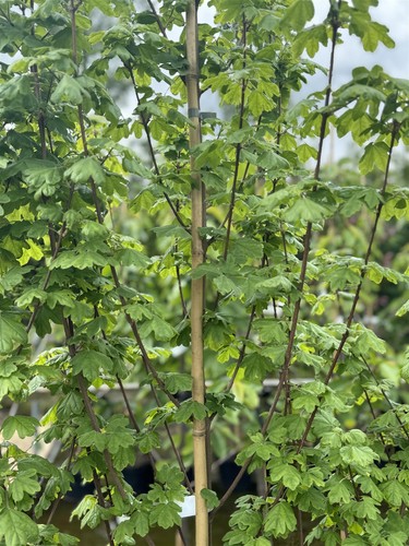 Acer campestre elegant - campestre,