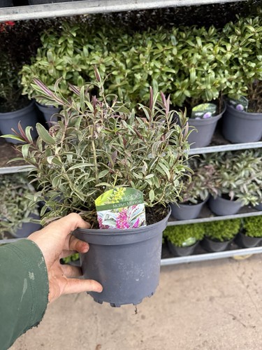 Hebe plant 2 - plant, pot