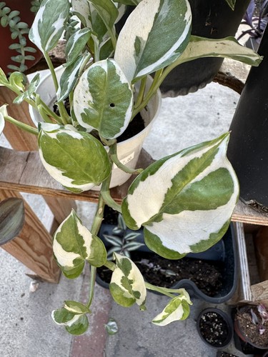 Joy pothos unrooted cutting - n'joy,