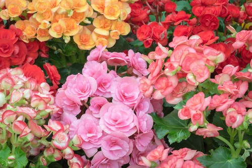 100 mixed summer - , flowering