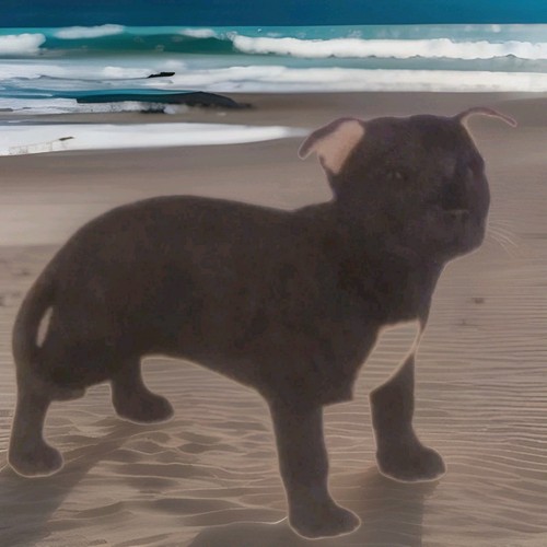Leonardo staffordshire bull - ,