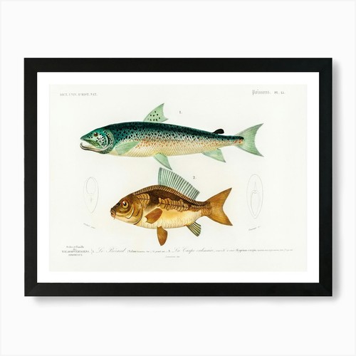 Salmo hamatus and cyprinus - hamatus,
