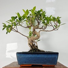 Ficus Microcarpa (Banyan Fig) Indoor Bonsai Tree | Shaped | In 25cm Pot