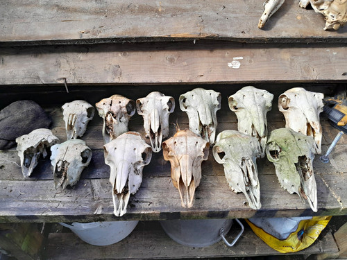 Raimdom pick sheep - raimdom,