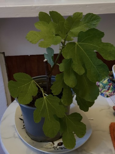 Fig tree plant grown matured - fig,