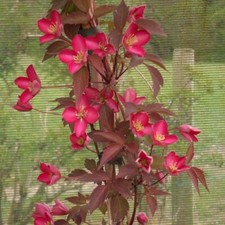 Clematis montana 'Red Velvet