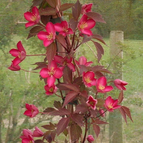Clematis montana red velvet - clematis,