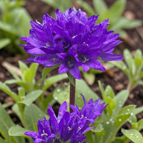 Campanula glomerata superba - superba, in