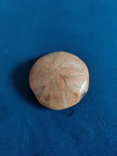 Fossilised sea urchin - sea,