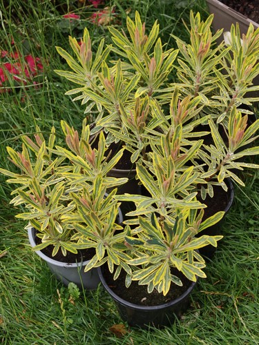 Euphorbia ascot rainbow 1l - rainbow,