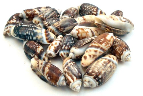 Olive gibbosa shells - shells, 1"