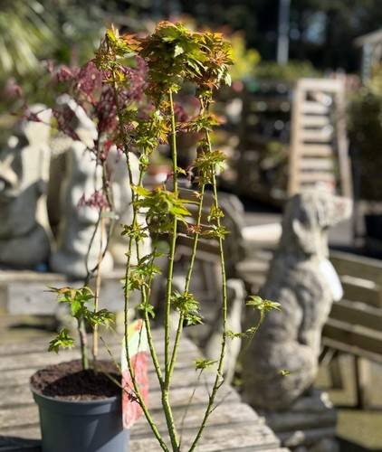 Acer palmatum koto hime - acer, koto-hime