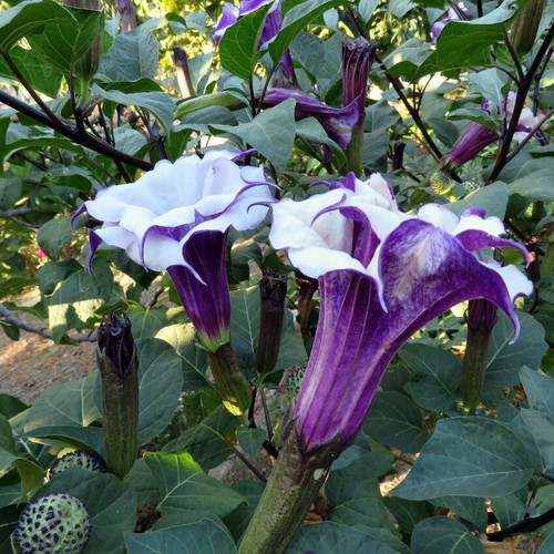 Angel trumpet datura metel - trumpet,