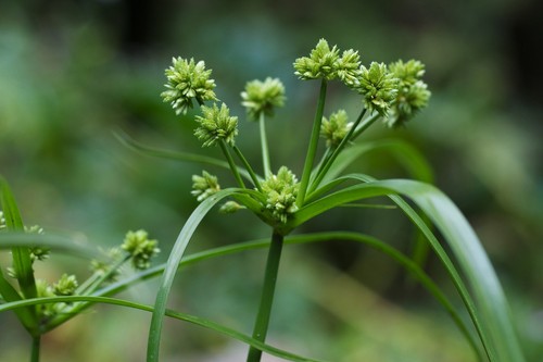 Cyperus eragrostis umbrella - cyperus,