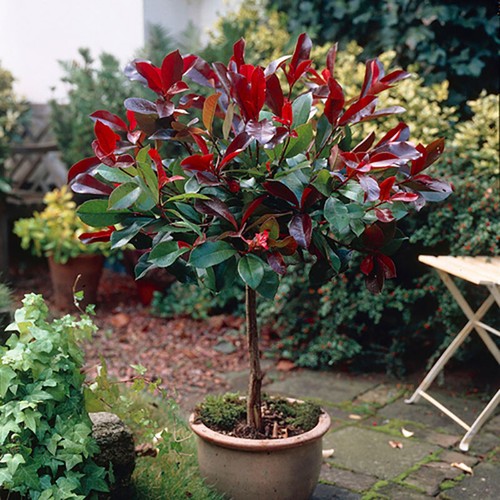 Evergreen standard tree - standard,