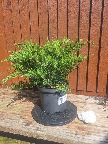 Juniperus sabina pot - pot, –