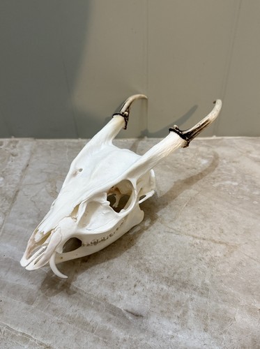 Muntjac buck deer skull - deer,