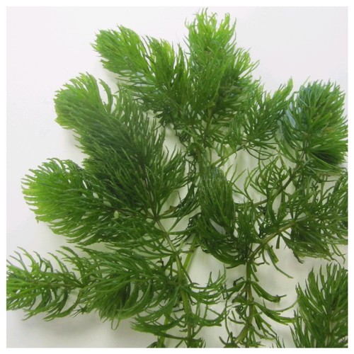Ceratophyllum demersum