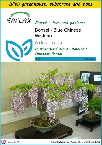 Saflax growing kit bonsai - growing,