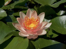Nymphaea "Indiana" Dwarf Water